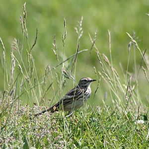 Meadow pitpit
