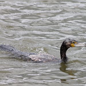 Great cormorant