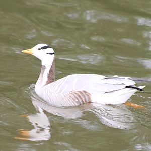 Bar-headed goose