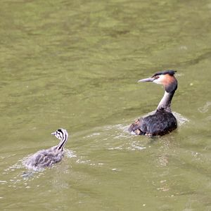 Crested grebe with chick