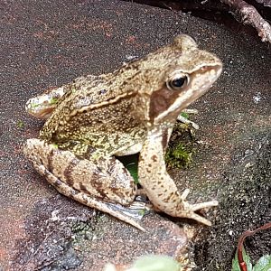 Common brown frog