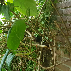 Blackbird at the nest