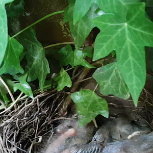 Blackbirds in the nest