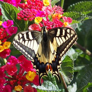 swallowtail butterfly