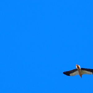 Egyptian Vulture Menorca 16th may 2017