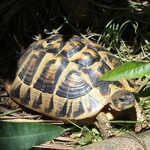 Tortoise in garden Menorca 16th may 17