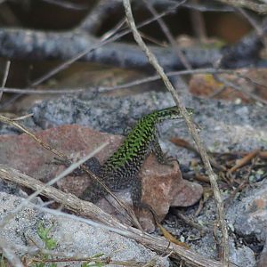 wall lizard