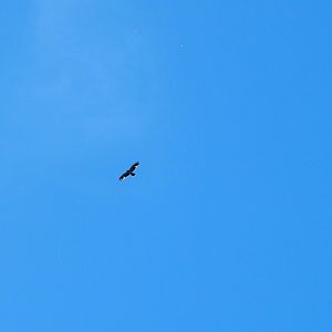 unknow, possibly an osprey