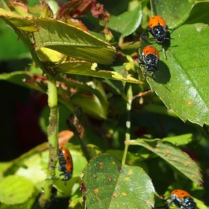 unknow beetle, but feasting on the rose bushes Menorca may 16th