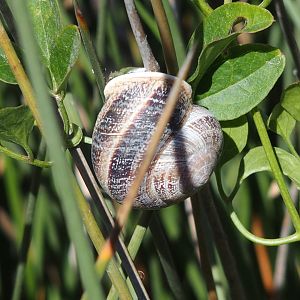 snail Possibly an edible one menorca 17th May 2017