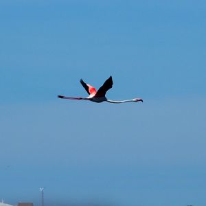 rare wild flamingo Menorca 17th may 2017
