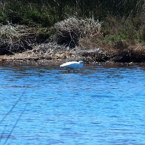 eagret es grau menorca in the lagoon 17th may 2017