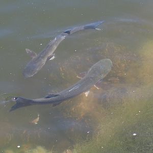 Un know fish in the saline area of the lagoon.