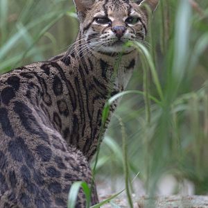Margay : Port Lympne : 05 May 2017