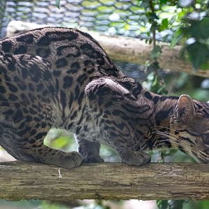 Margay : Port Lympne : 05 May 2017