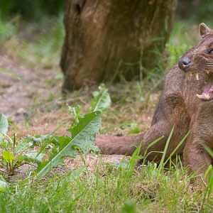 Fossa : Port Lympne : 05 May 2017