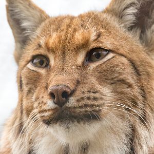 Carpathian lynx : Port Lympne : 05 May 2017