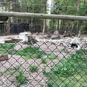 Arctic fox (exhibit) : Wildwood : 07 May 2017