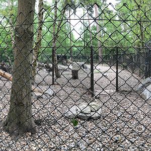 Arctic fox (exhibit) : Wildwood : 07 May 2017