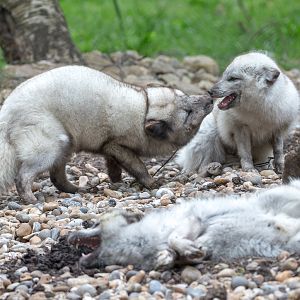 Arctic fox : Wildwood : 07 May 2017