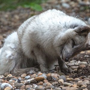 Arctic fox : Wildwood : 07 May 2017
