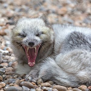 Arctic fox : Wildwood : 07 May 2017