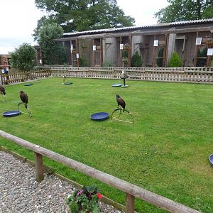 Battlefield Falconary Centre- Display Lawn