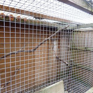 Battlefield Falconary Centre- Burrowing Owl Aviary