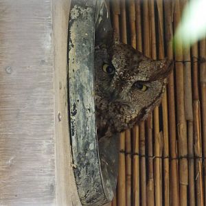 Battlefield Falconary Centre- Western Screech Owl