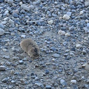 North American Brown Lemming - Alaska