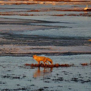 Red Fox and Tundra Swan