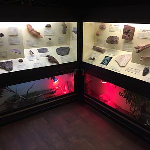Fossil and Reptile Building