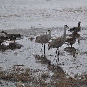 Sandhill Cranes and Whitefronted Geese - Alaska