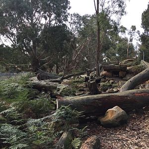 Brush-tailed Rock Wallaby Exhibit