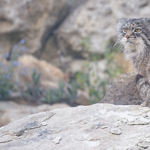 Pallas's cat : Port Lympne : 05 May 2017