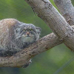 Pallas's cat : Port Lympne : 05 May 2017