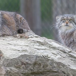 Pallas's cat : Port Lympne : 05 May 2017