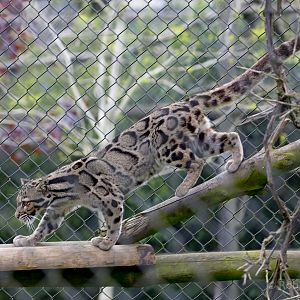 Clouded leopard : Howletts : 06 May 2017