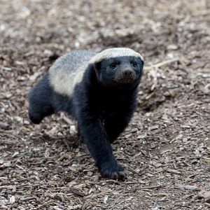 Ratel / honey badger : Howletts : 06 May 2017