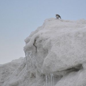 Pioneering Snow Bunting-Alaska