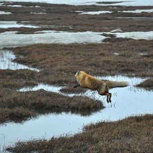 Red Fox - Alaska