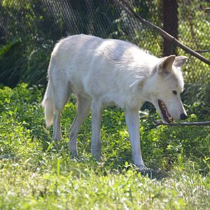 Gray Wolf subspecies I.D