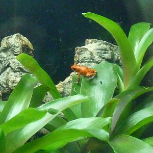 Amphibian Ark, May 2017