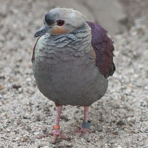Crested ground-dove