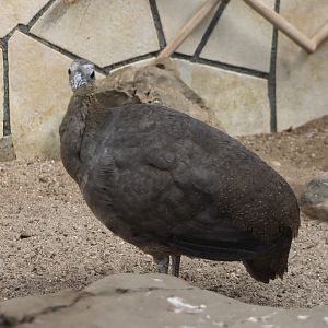 Solitary tinamou