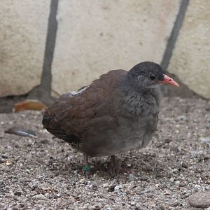 Tataupa tinamou