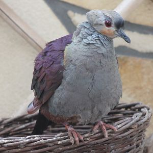 Crested ground-dove