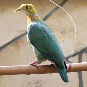 Pink-spotted fruit-dove