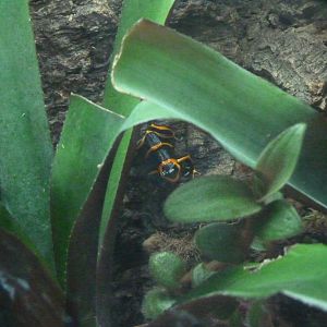 Amphibian Ark,  May 2017