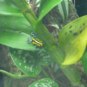 Amphibian Ark, May 2017